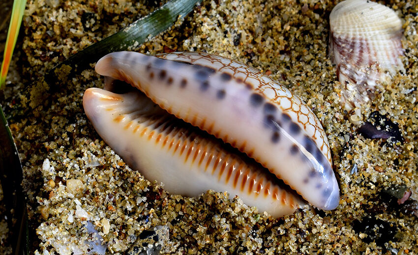 cowrie