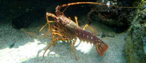 common spiny lobster