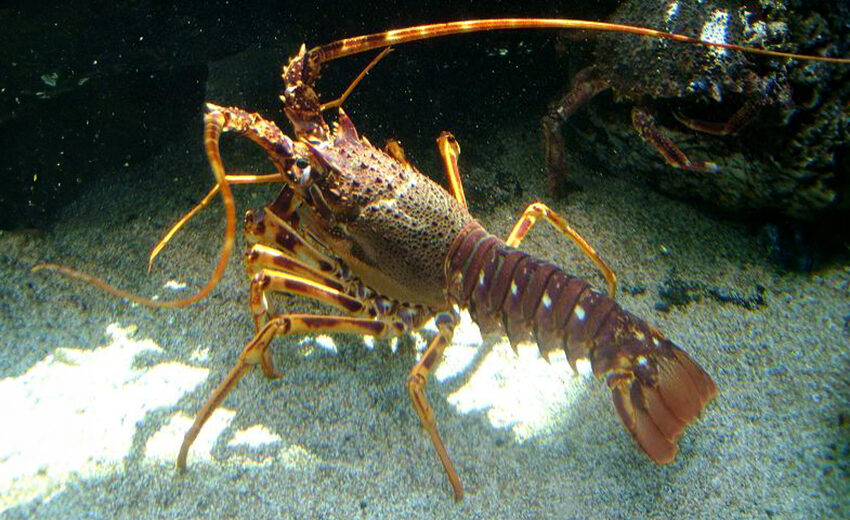 common spiny lobster