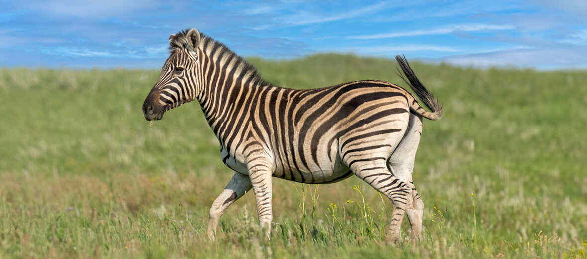 Chapman's zebra