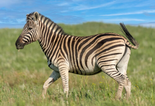 Chapman's zebra