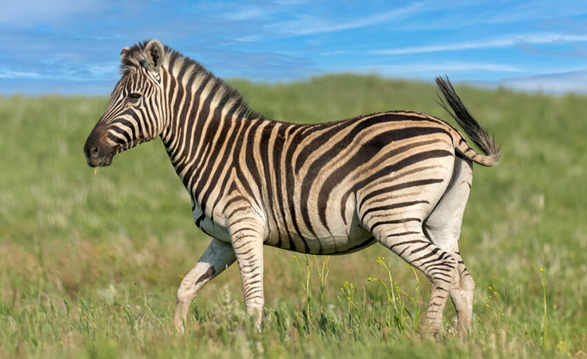 Chapman's zebra