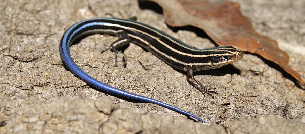 five-lined skink