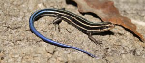 five-lined skink