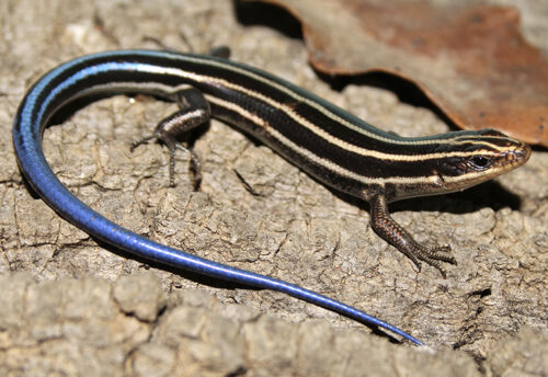 five-lined skink