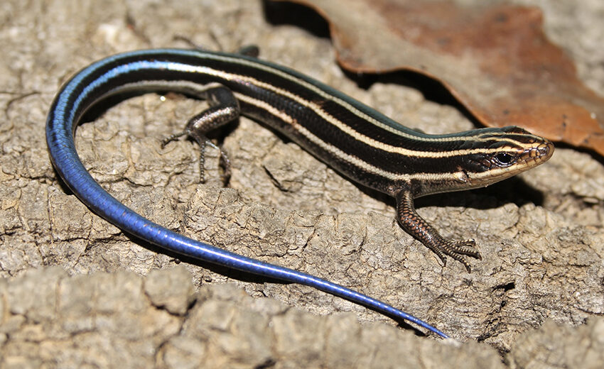 five-lined skink