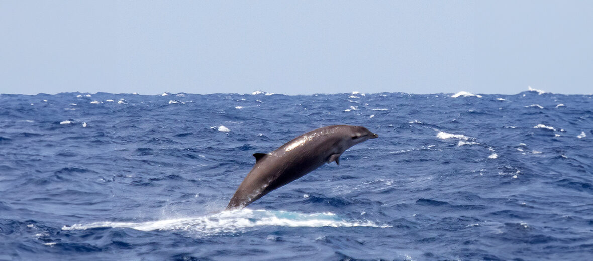 Gervais' beaked whale