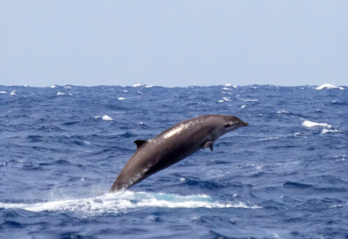 Gervais' beaked whale