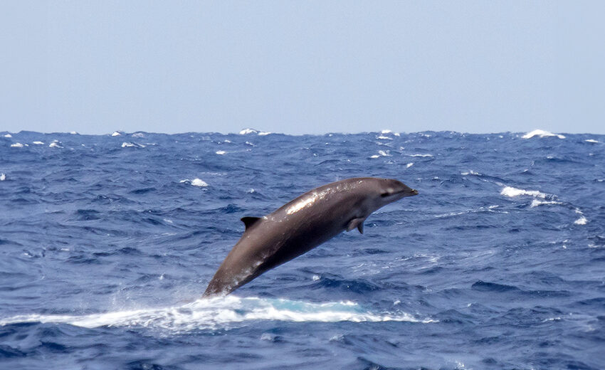 Gervais' beaked whale