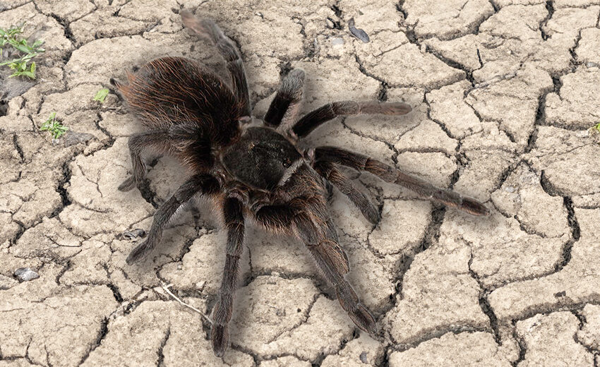 Grand Canyon black tarantula