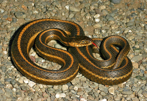 giant garter snake