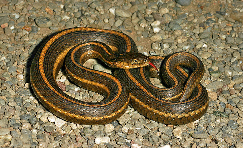 giant garter snake