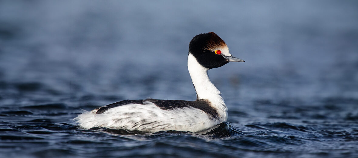 hooded grebe