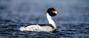 hooded grebe