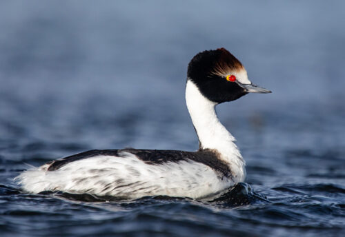 hooded grebe