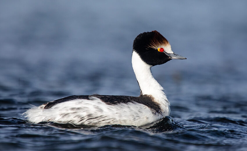 hooded grebe