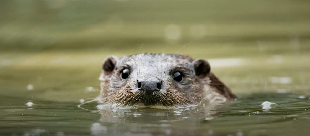 hairy-nosed otter