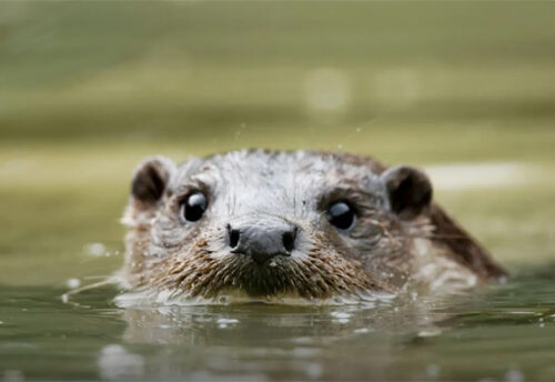 hairy-nosed otter