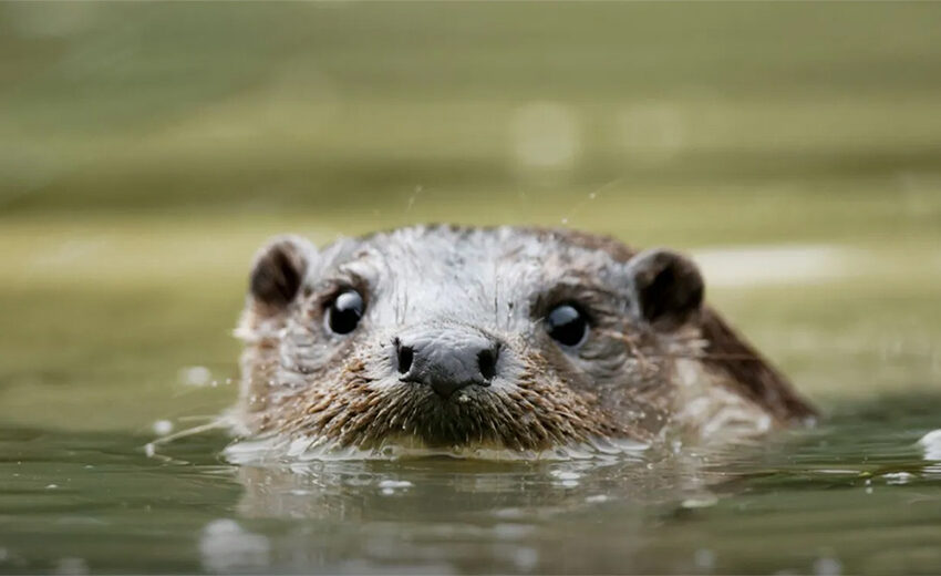 hairy-nosed otter