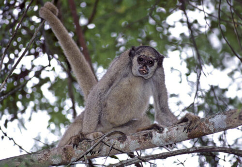 northern muriqui