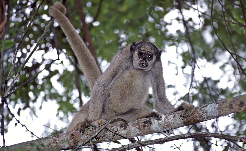 northern muriqui