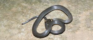 northern ring-necked snake