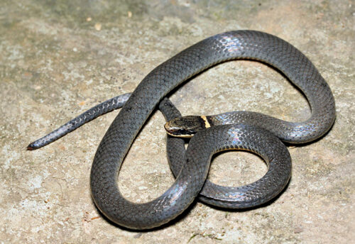 northern ring-necked snake