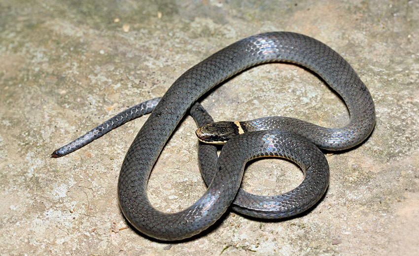 northern ring-necked snake