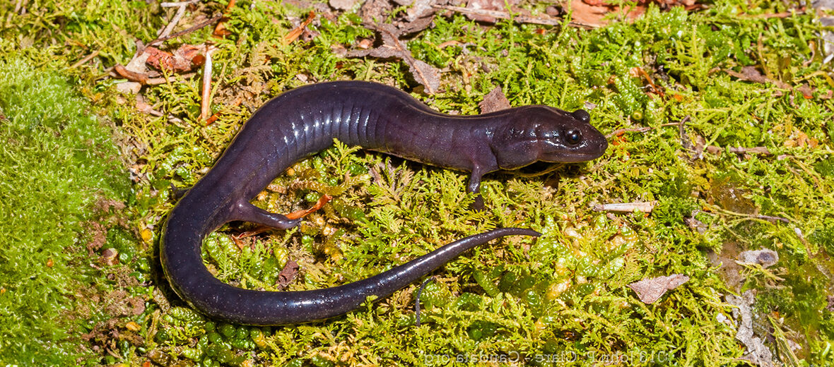 Red Hills salamander