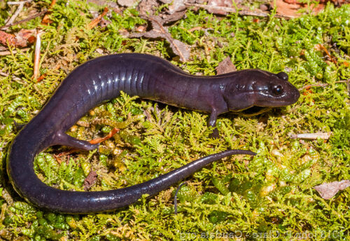 Red Hills salamander