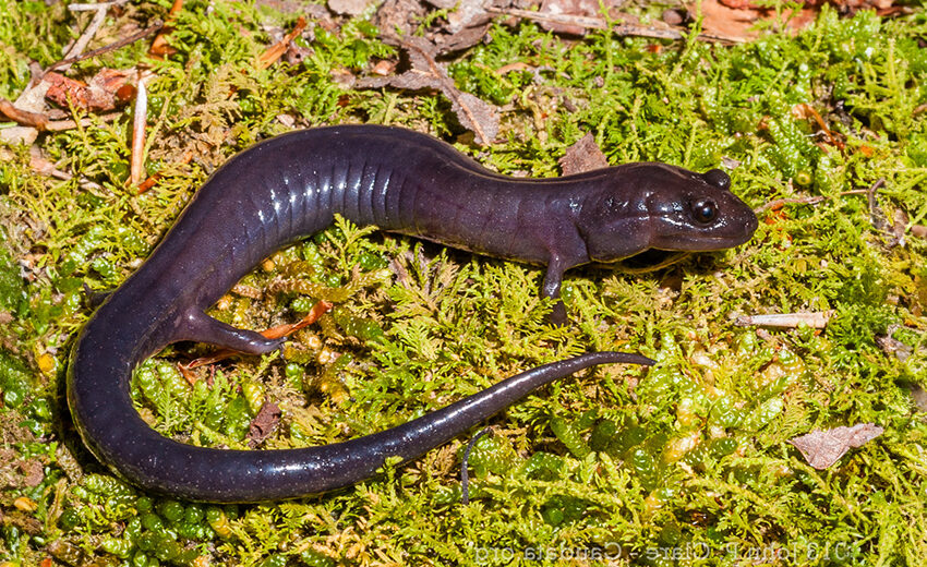 Red Hills salamander