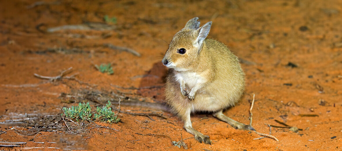 rufous hare-wallaby