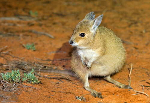 rufous hare-wallaby