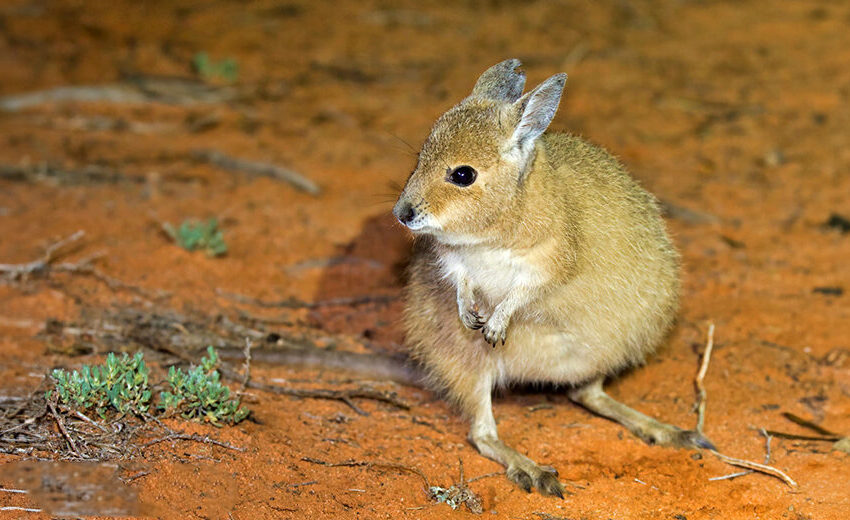 rufous hare-wallaby