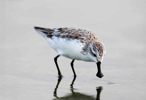 spoon-billed sandpiper