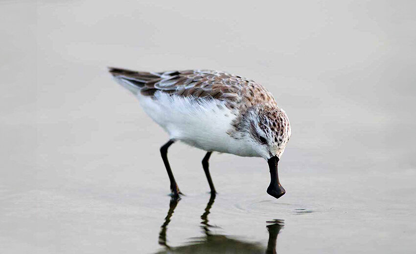 spoon-billed sandpiper