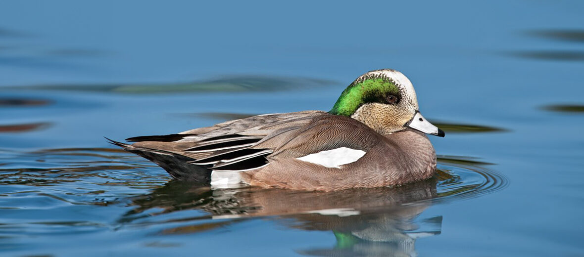 American wigeon