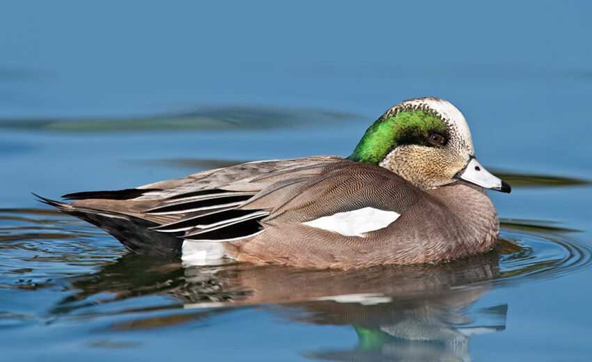 American wigeon