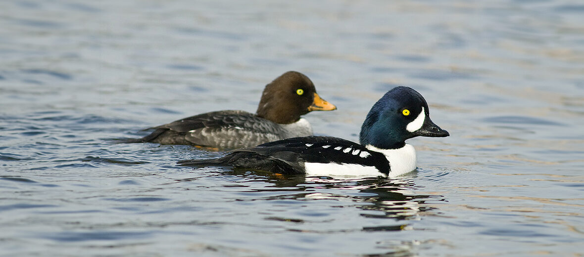 Barrow's goldeneye