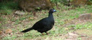 black guan