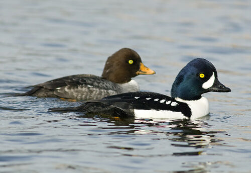 Barrow's goldeneye