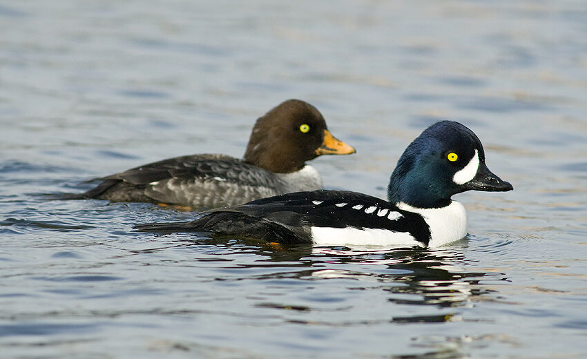 Barrow's goldeneye