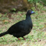 black guan