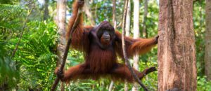 Bornean orangutan