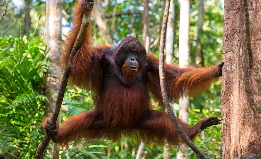 Bornean orangutan