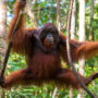 Bornean orangutan