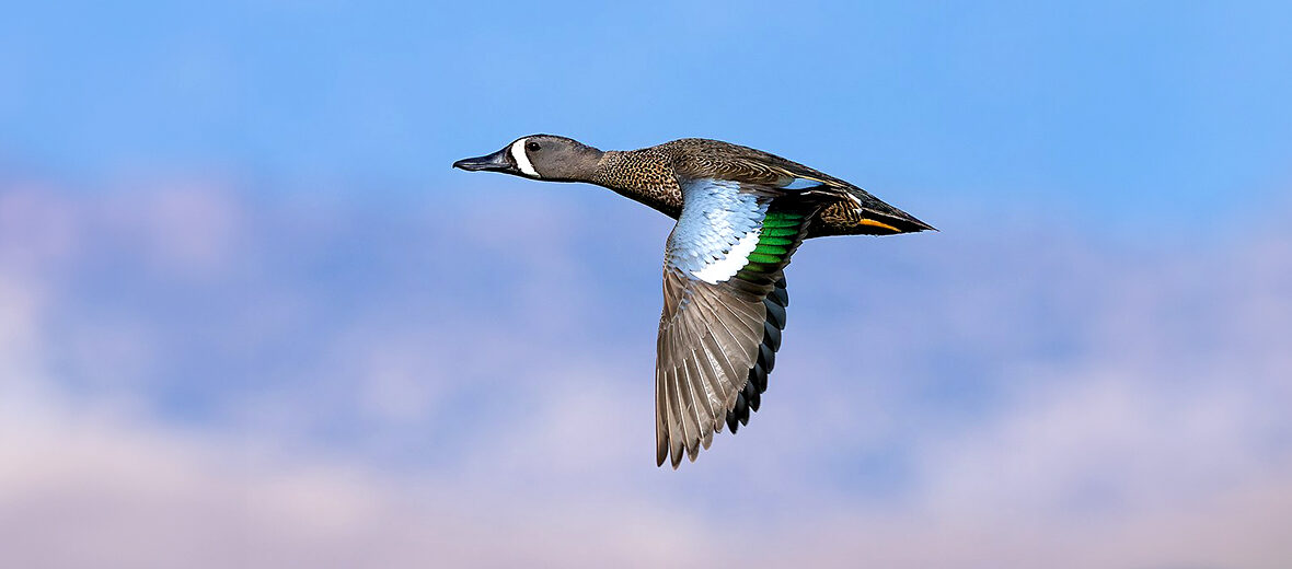 blue-winged teal