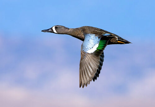 blue-winged teal