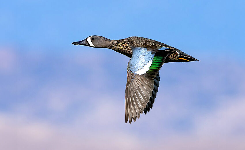 blue-winged teal