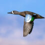 blue-winged teal